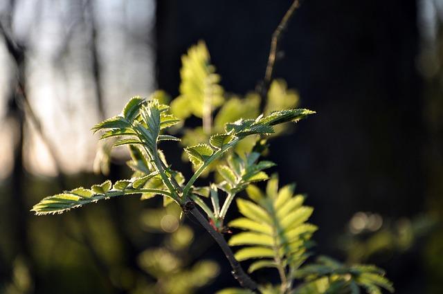 Everything you need to know about plants