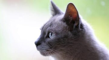 Domácí dřevěné dekorace: Od návrhu po realizaci