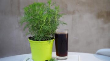 Nejdůležitější bylinky pro domácí léčení