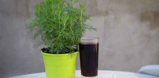 Nejdůležitější bylinky pro domácí léčení