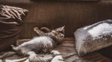 Jak vybrat správný nábytek pro malé byty