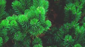 Strom – Informative