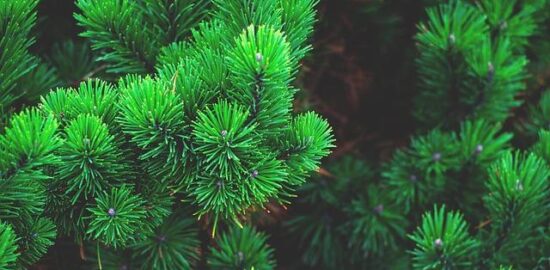 Strom – Informative