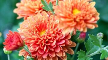 Zahradničení: Jak udělat květinovou záhon