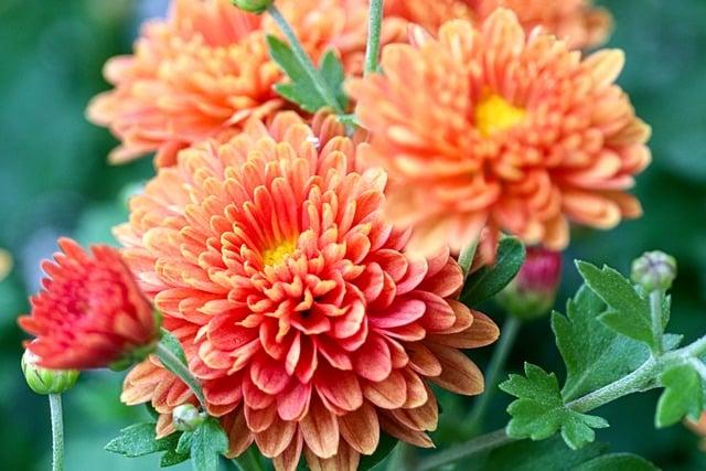 Zahradničení: Jak udělat květinovou záhon