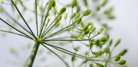 Jak pěstovat bylinky doma – článek o jejich správné péči