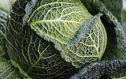 Jak pěstovat zeleninu v Česku