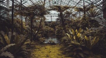 Jak správně využít skleník pro pěstování rostlin