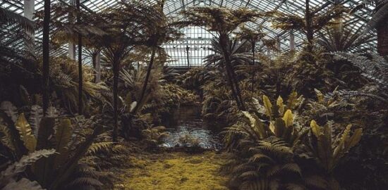 Jak správně využít skleník pro pěstování rostlin