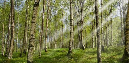 Alergie na potraviny: Jak je rozpoznat a léčit