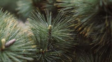 Strom: Informace o významu a významu pro životní prostředí