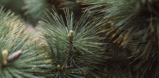 Strom: Informace o významu a významu pro životní prostředí