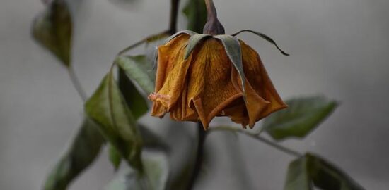 Jak vybrat vhodnou květinu