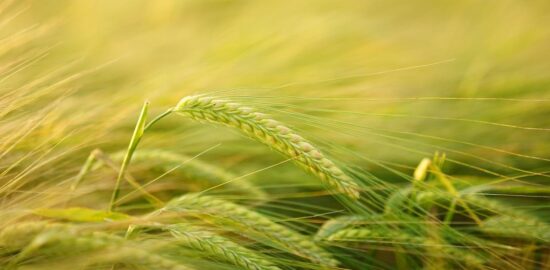 Jak pěstovat rajčata na balkóně