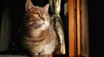 Jak udělat útulný interiér svého bytu