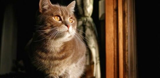 Jak udělat útulný interiér svého bytu