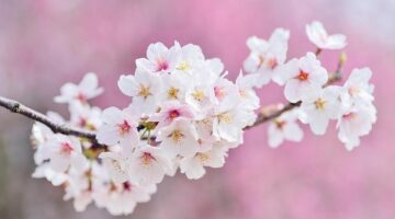 Růžová květina: typy, péče a pěstování