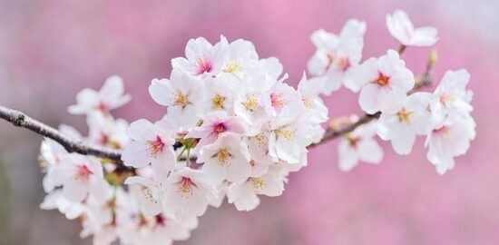 Růžová květina: typy, péče a pěstování