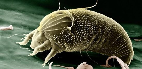 Jak se vyhnout alergiím – informace a tipy