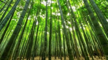 Co všechno potřebujete vědět o stromech