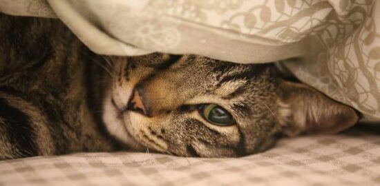 Jak udělat domácí dezinfekční prostředek