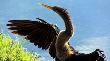 Jak správně užívat antibiotika bez rizika