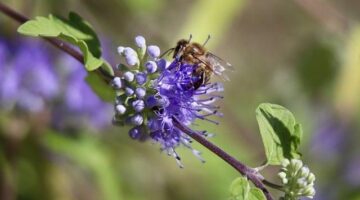 Zahradničení pro začátečníky: Jak na to?