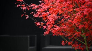 Pohodlí a harmonie: Tipy pro zařízení ložnice