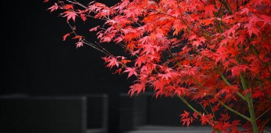 Pohodlí a harmonie: Tipy pro zařízení ložnice