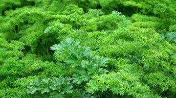 Jak využít bylinky doma