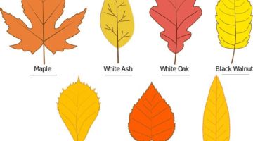 Jaké jsou typy stromů v české přírodě?