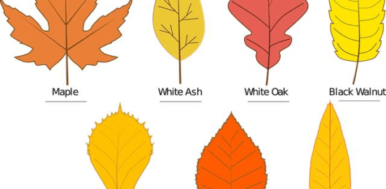 Jaké jsou typy stromů v české přírodě?