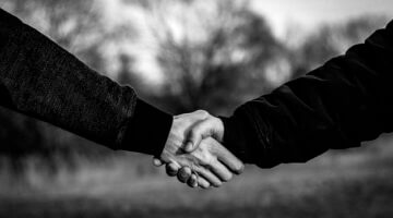 Jak poznat druhy stromů – návod