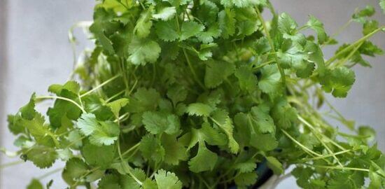 Pěstování bylinek doma: Praktický průvodce