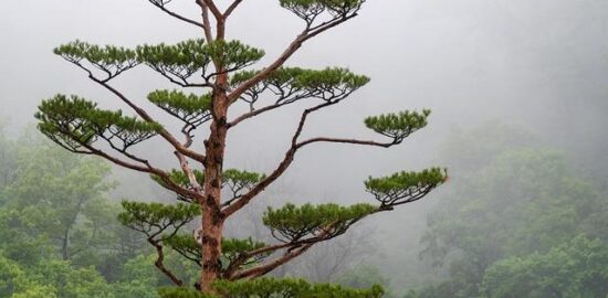 7 fascinujících faktů o stromu