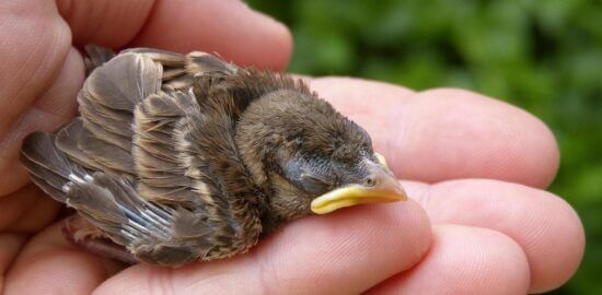 Jak se starat o stromy: Informative rady