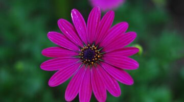 5 nejkrásnějších květin pro váš zahradní raj