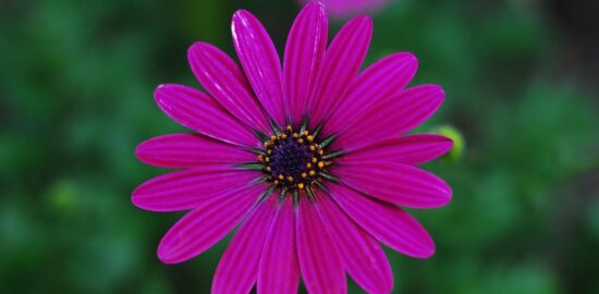 5 nejkrásnějších květin pro váš zahradní raj