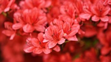 Co potřebujete vědět o květech azalky