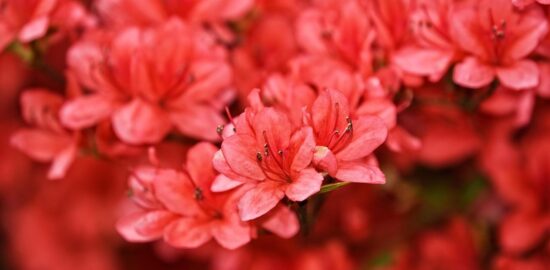 Co potřebujete vědět o květech azalky