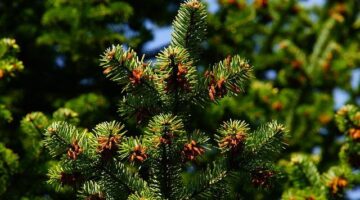 Skleník: Informative