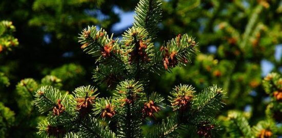 Skleník: Informative