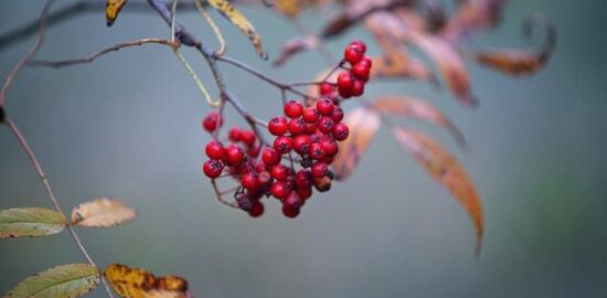 Jaké jsou přírodní léky na migrénu